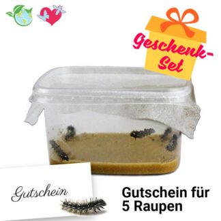 5 Schmetterlingsraupen