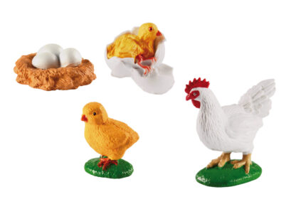 Lebenszyklen Huhn