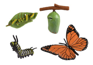 Schmetterling Zyklen