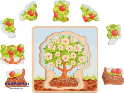 Lebenszyklen Apfelbaum
