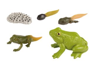 Lebenszyklen Frosch