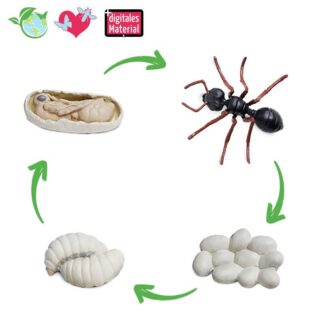 Lebenszyklus Ameise