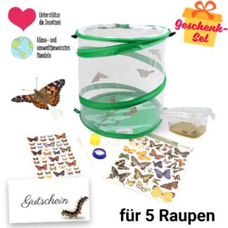 Zuchtset Schmetterling5